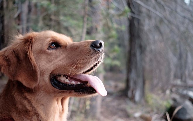 Ihre Auszeit im Wellnesshotel: mit Hund nach Südtirol reisen