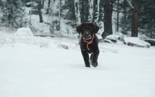 Ihre Auszeit im Wellnesshotel: mit Hund nach Südtirol reisen